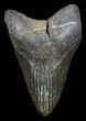 Fossil Megalodon Tooth - Georgia #68073-1